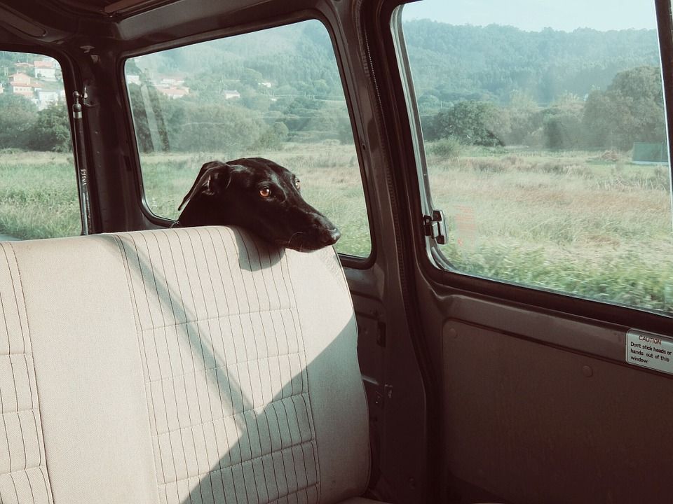 Car Safety for Pets