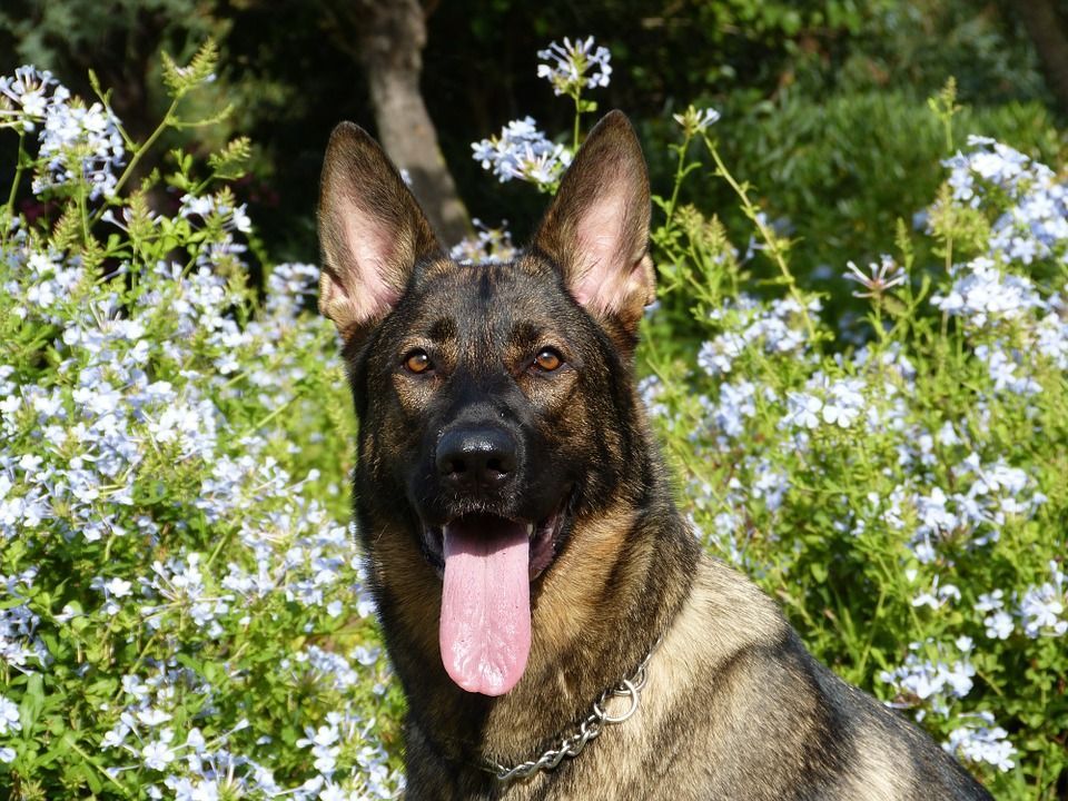 Can Pets Have Allergies