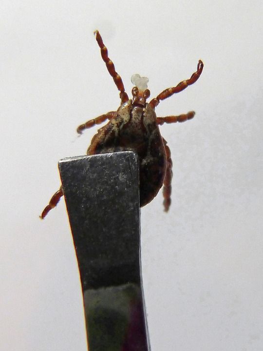 Parasite Prevention and Control