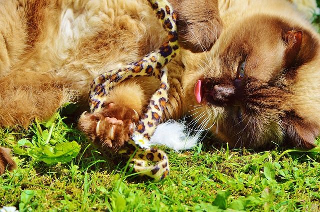 Cats and Catnip