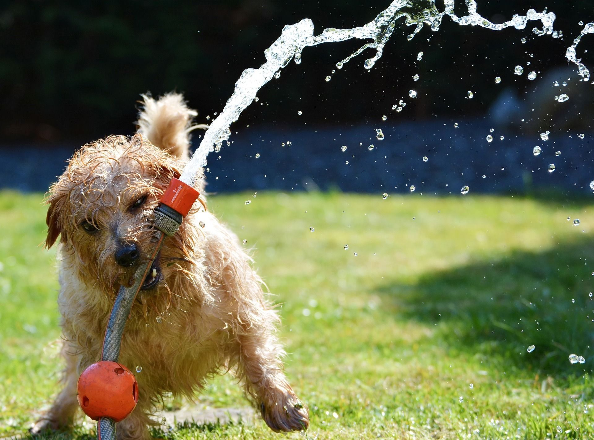 Summer Safety Tips for Pets in Yuba City
