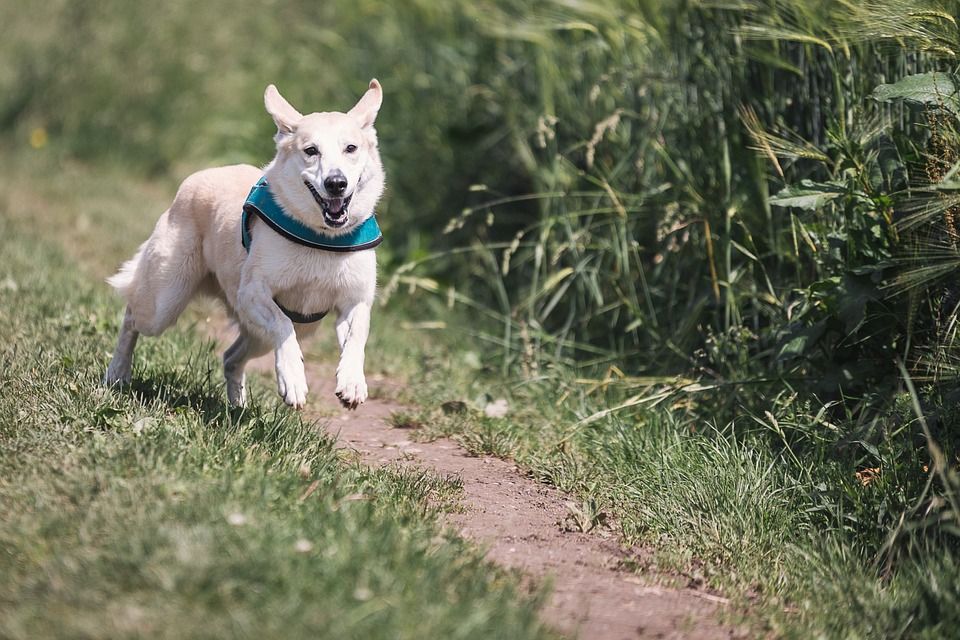 Fun Activities To Enjoy With Your Dog