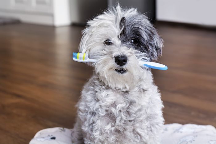 What Risks are Associated with Poor Pet Dental Health?