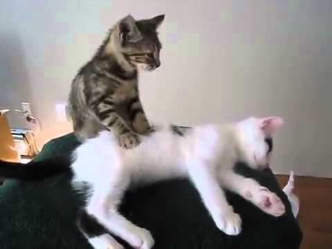 Massage Therapy for Pets