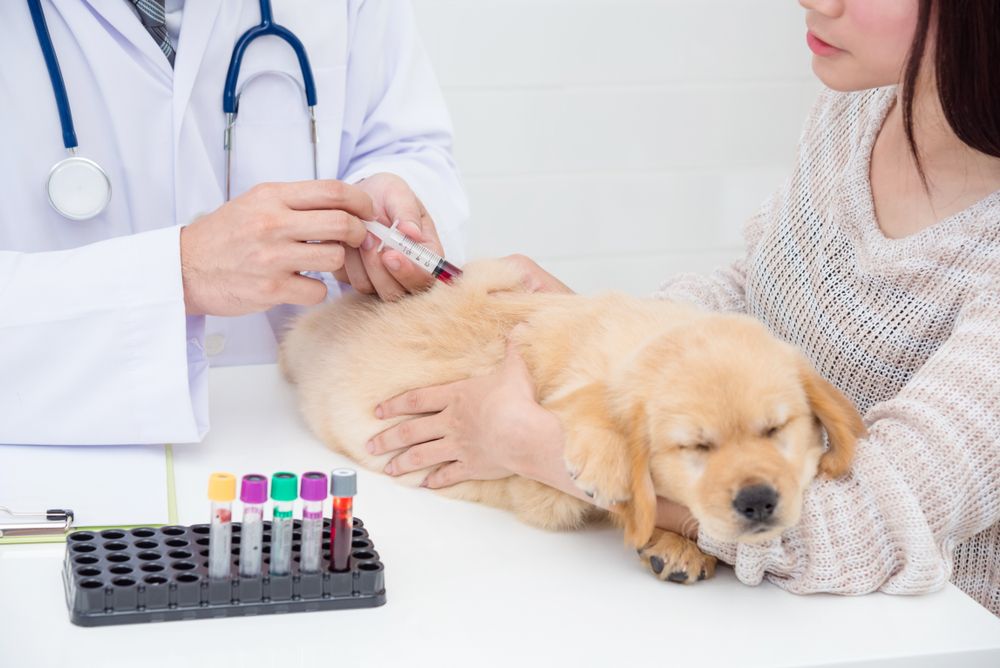 How Diagnostic Tests Leads Can Help Save Pets Lives