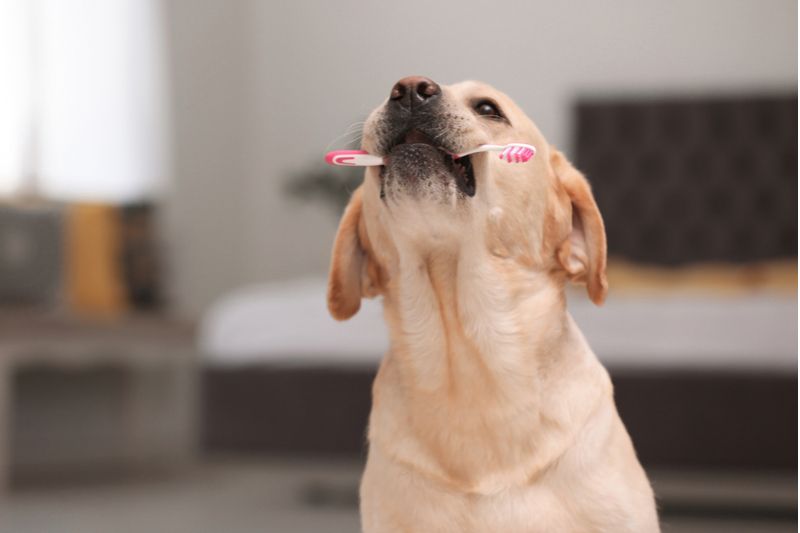 The Importance of Pet Dental Care 