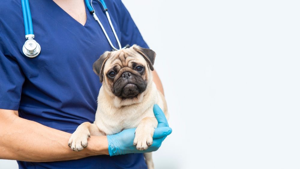 The Top 5 Dog Health Issues and How Vets Treat Them