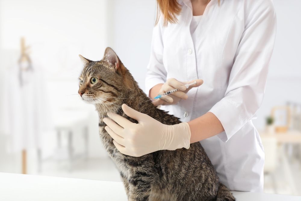 Understanding How Adult Pet Vaccinations Help Keep Immunity Strong