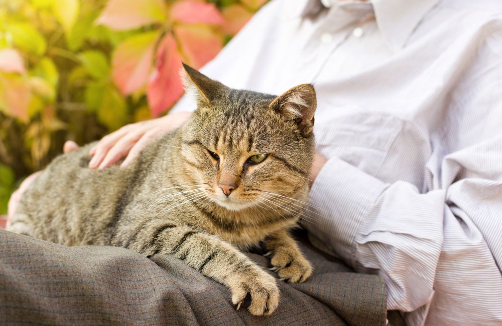 Benefits of adopting a senior cat