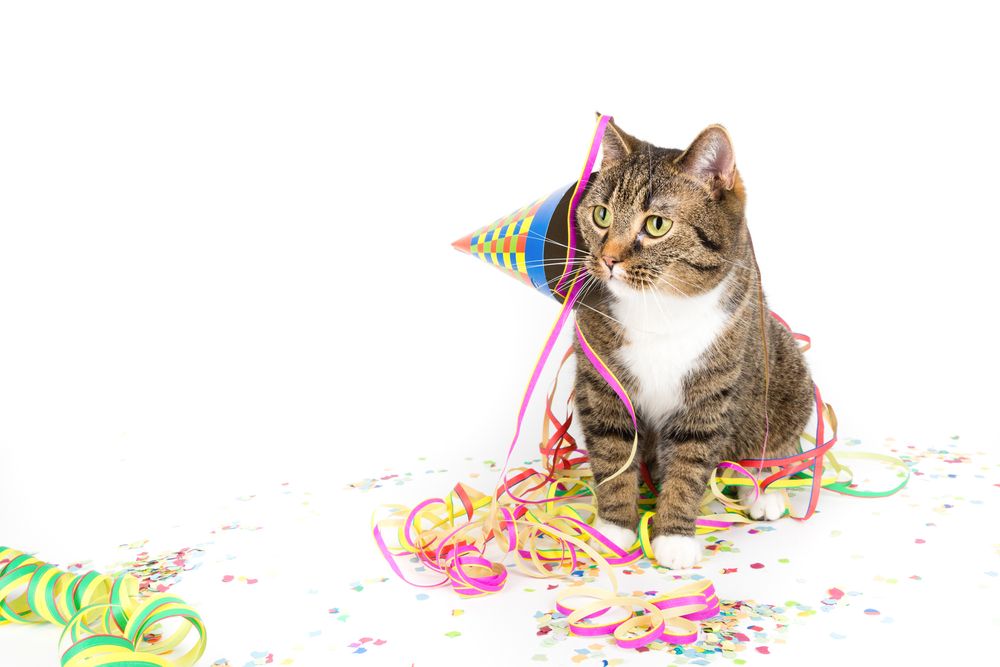September is National Happy, Healthy Cat Month!