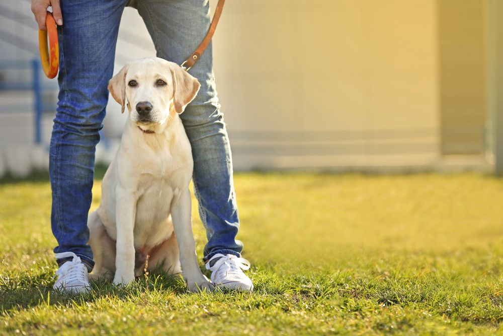 Tips to Stop your Dog From Pulling on the Leash