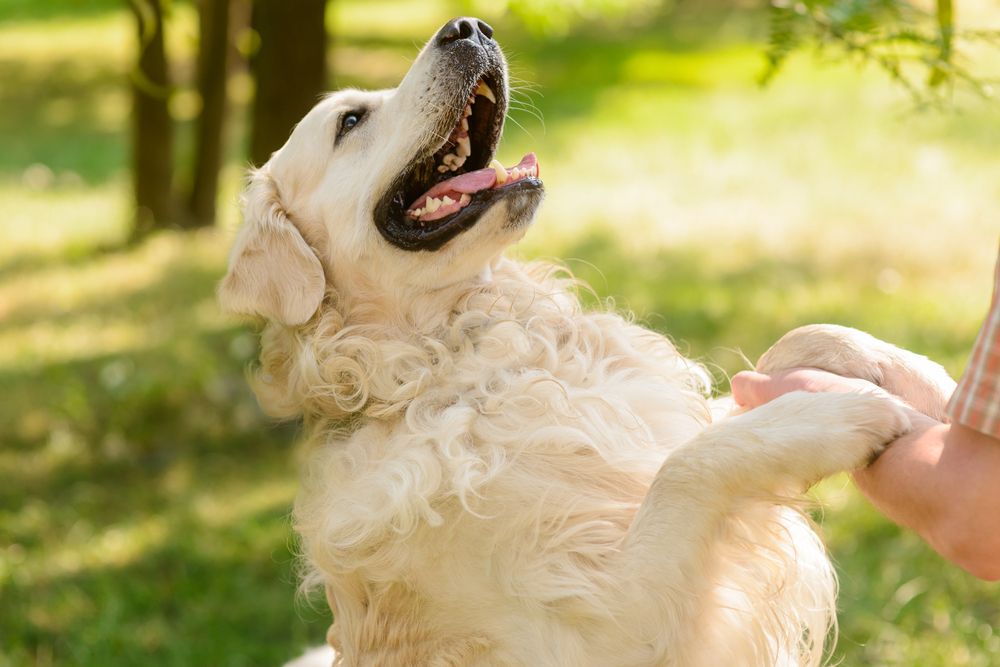 How To Treat Hot Spots In Dogs