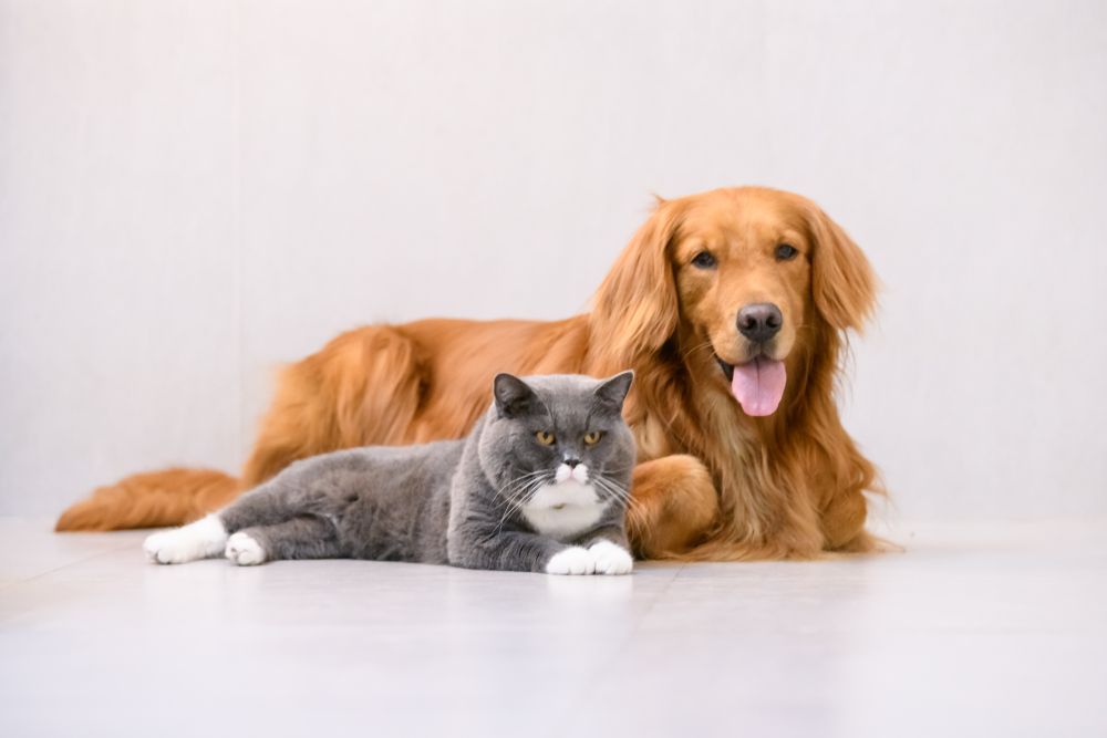 How to Create a Pet-friendly Space When Bringing Home a New Pet