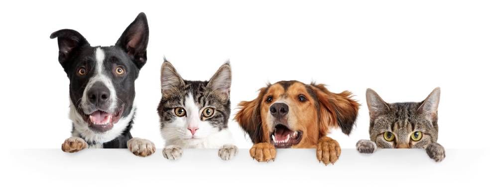 Importance of Routine Pet Wellness Exams