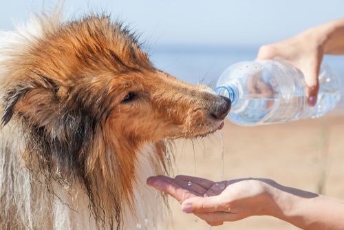 Pet First Aid: Essential Knowledge and Skills for Handling Emergencies