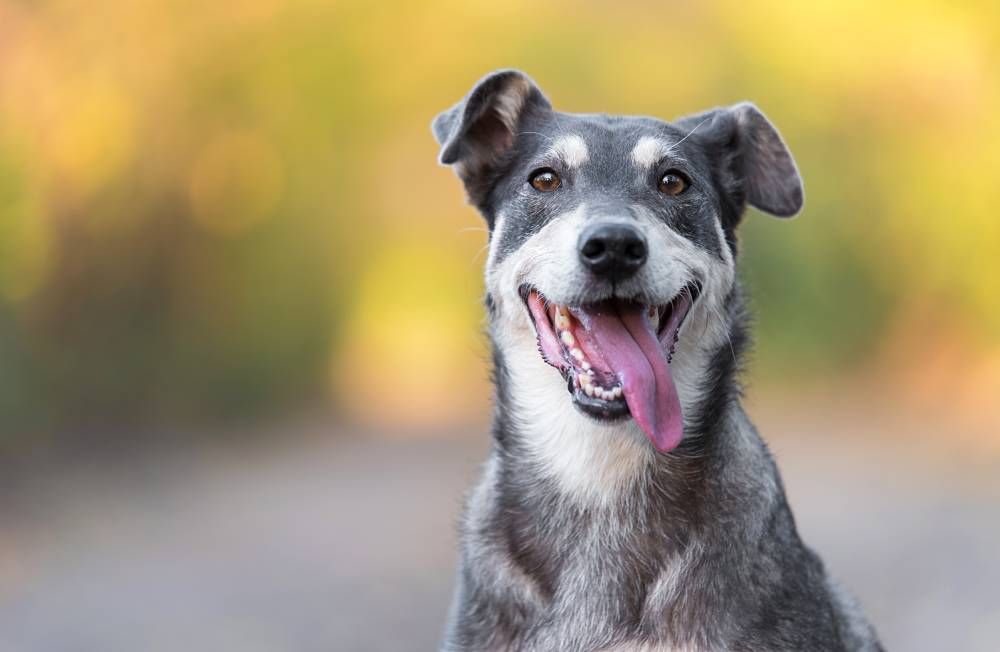 How Often Should I Take My Senior Dog to the Vet?