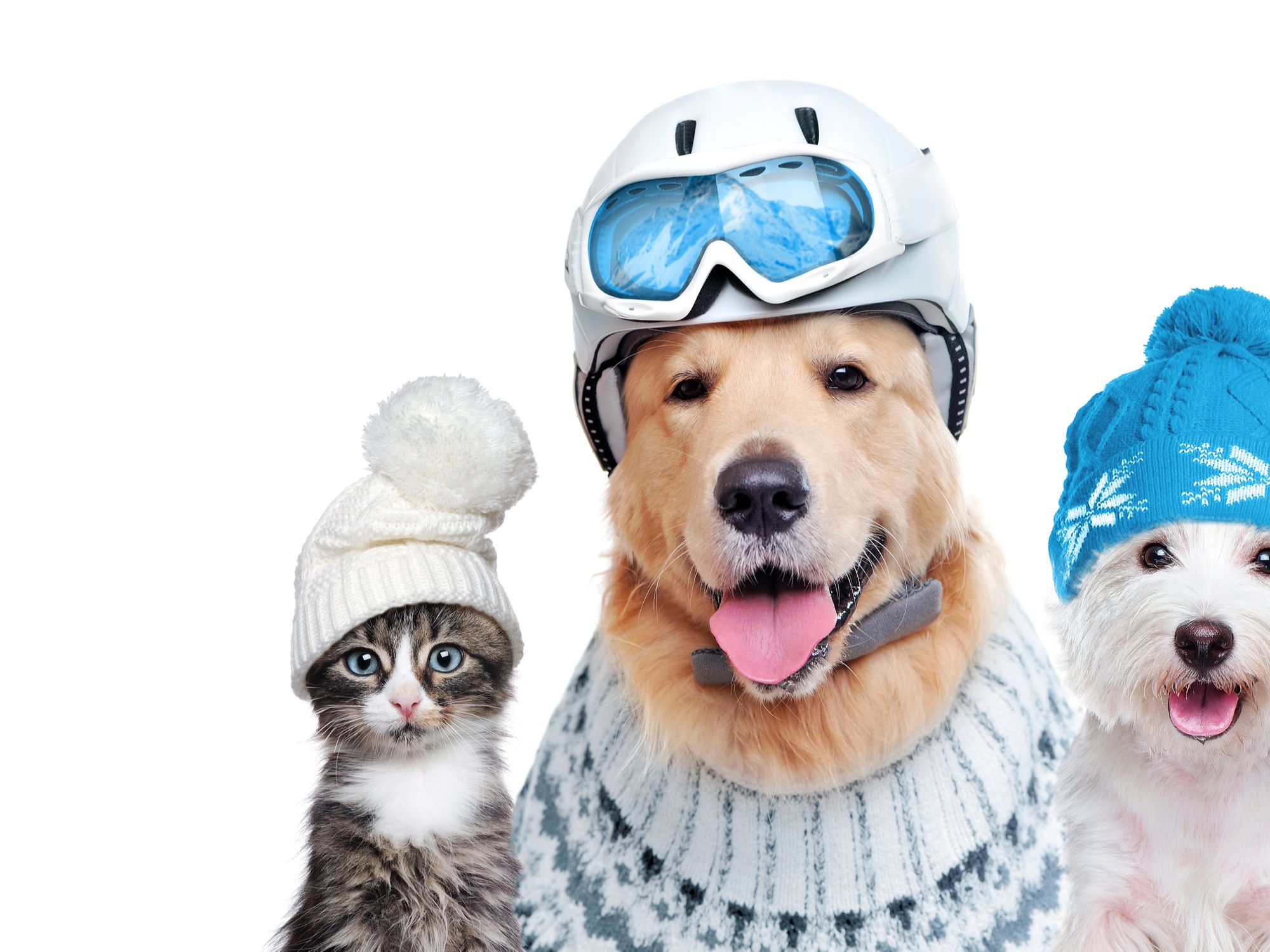 Winter Pet Safety Tips