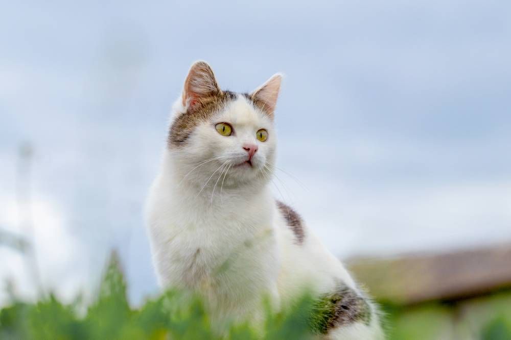 Benefits and Effects of Pet Acupuncture