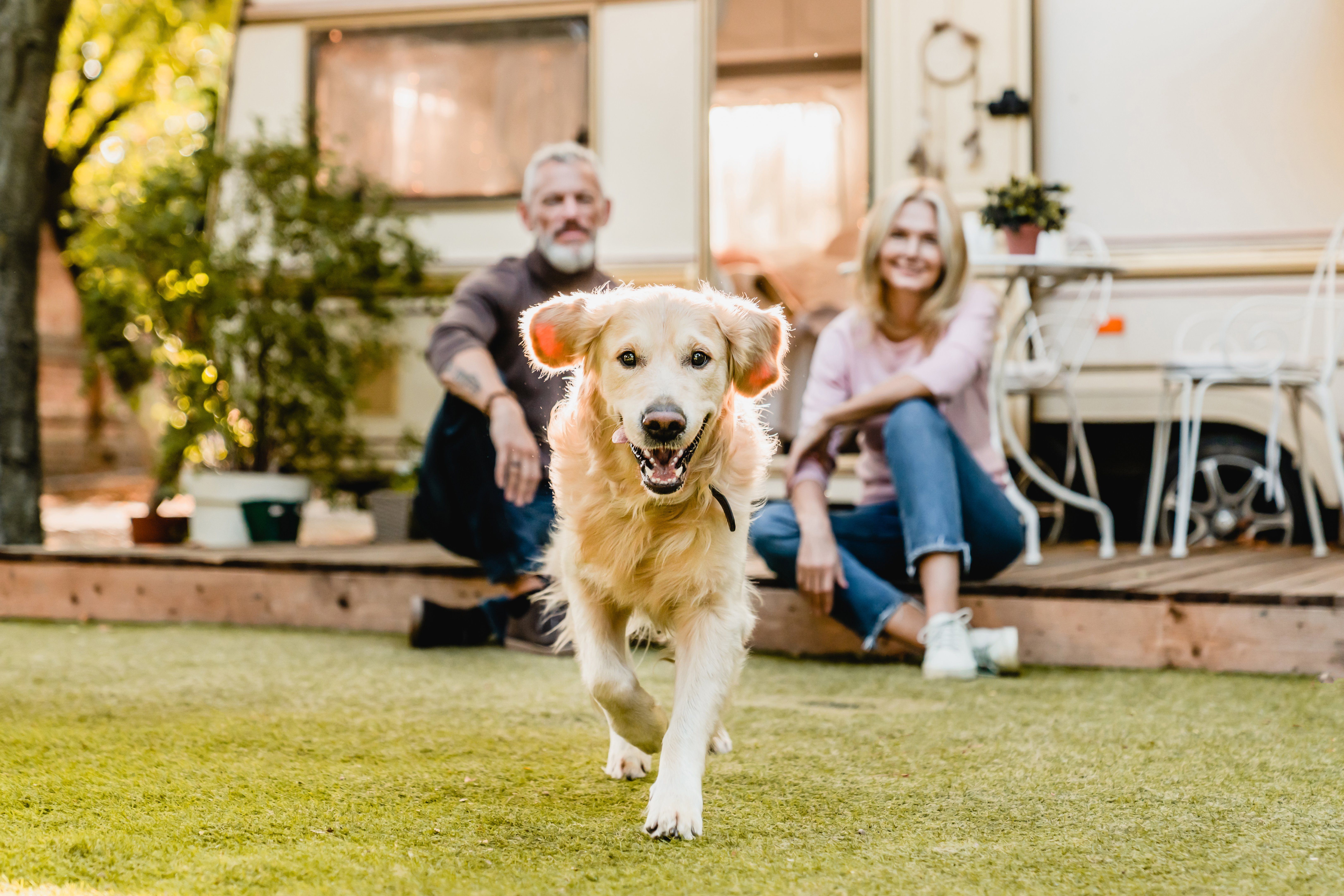 Parasite Prevention for Dogs During Summer