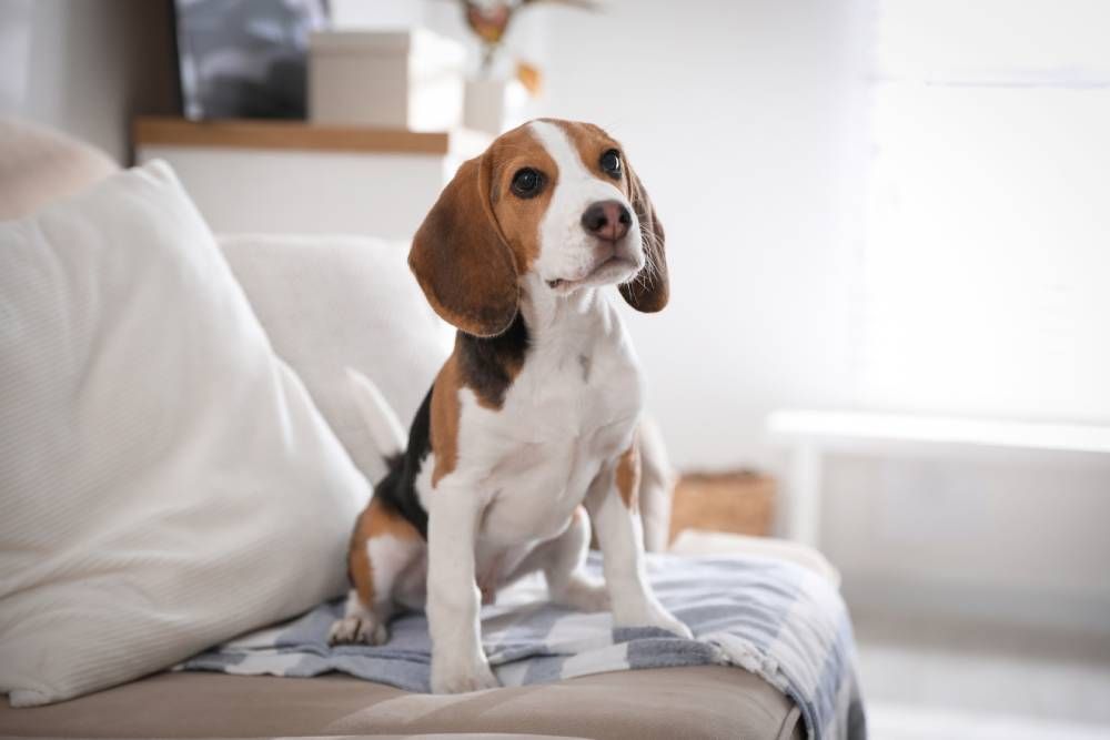 How Can Cold Laser Therapy Relieve Pain in Pets?