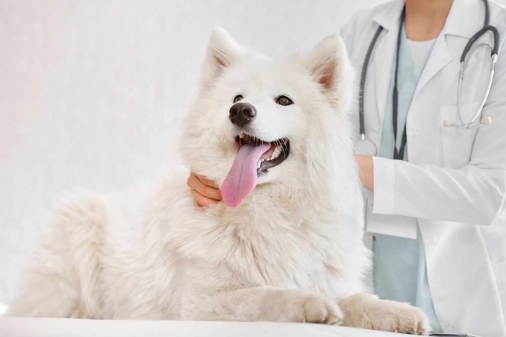 Blood Transfusions for Anemic Animals