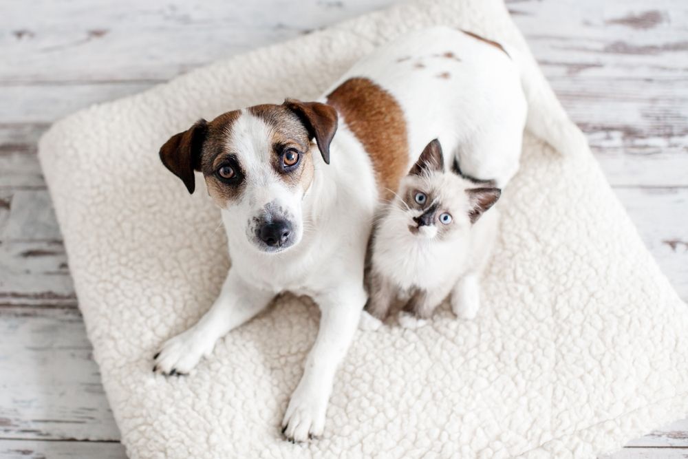 Tips for Puppy and Kitten Care
