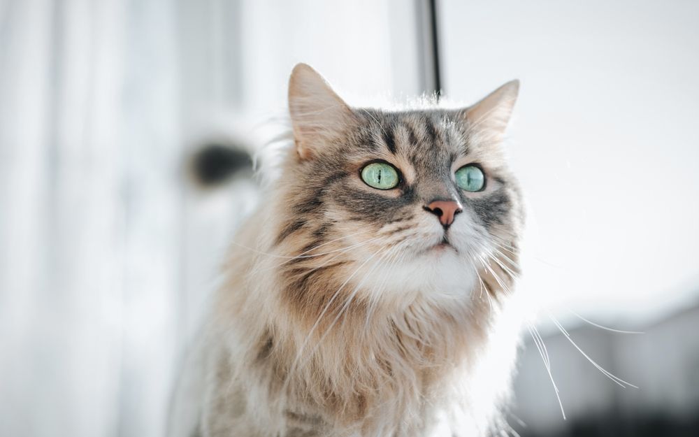 Nutritional Pet Counseling: What You Need to Know