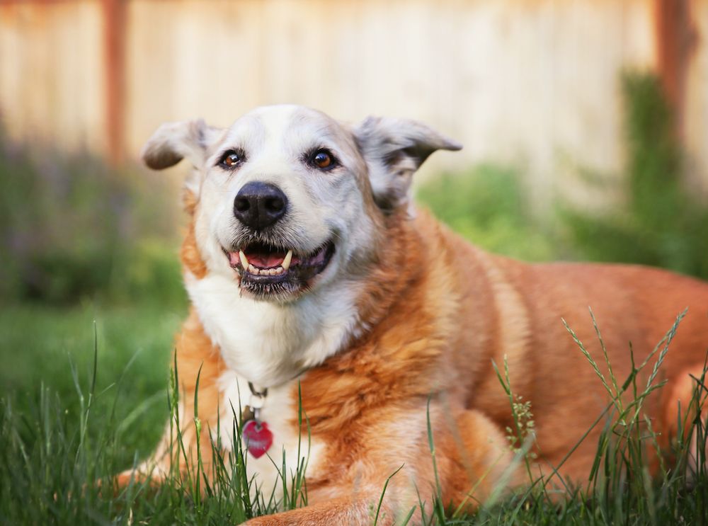 Common Dental Problems in Dogs