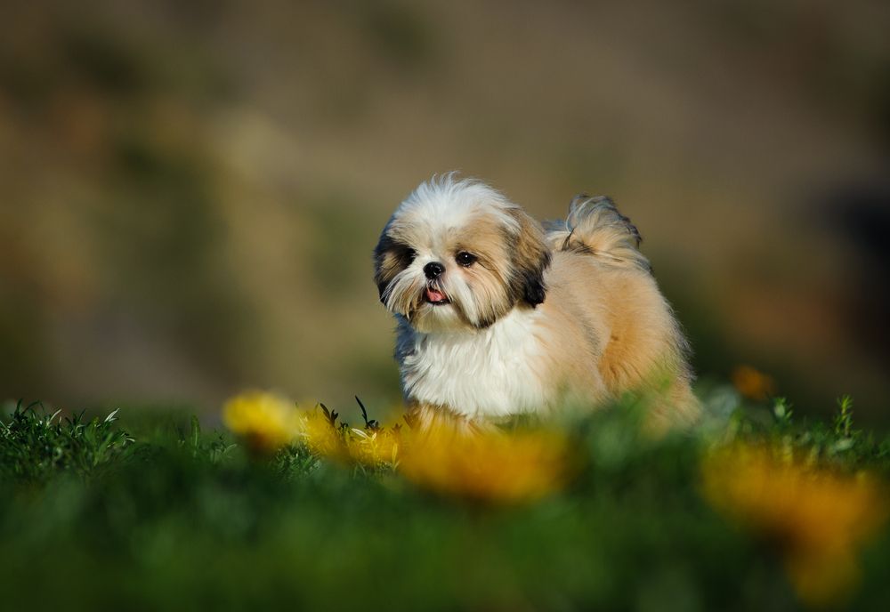 What Are the Main Vaccinations for Dogs to Get?