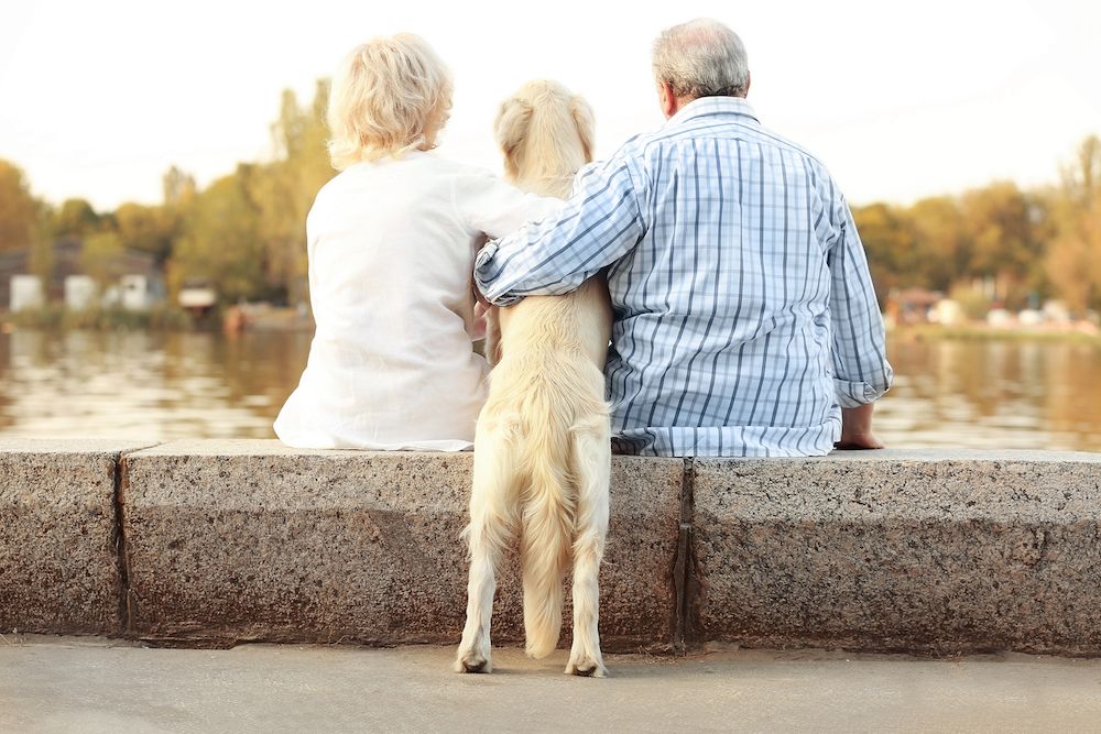 Benefits of Acupuncture for Pets