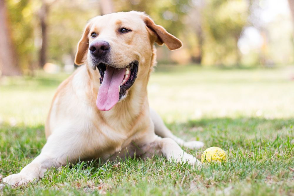 How to Prepare Your Dog for Boarding