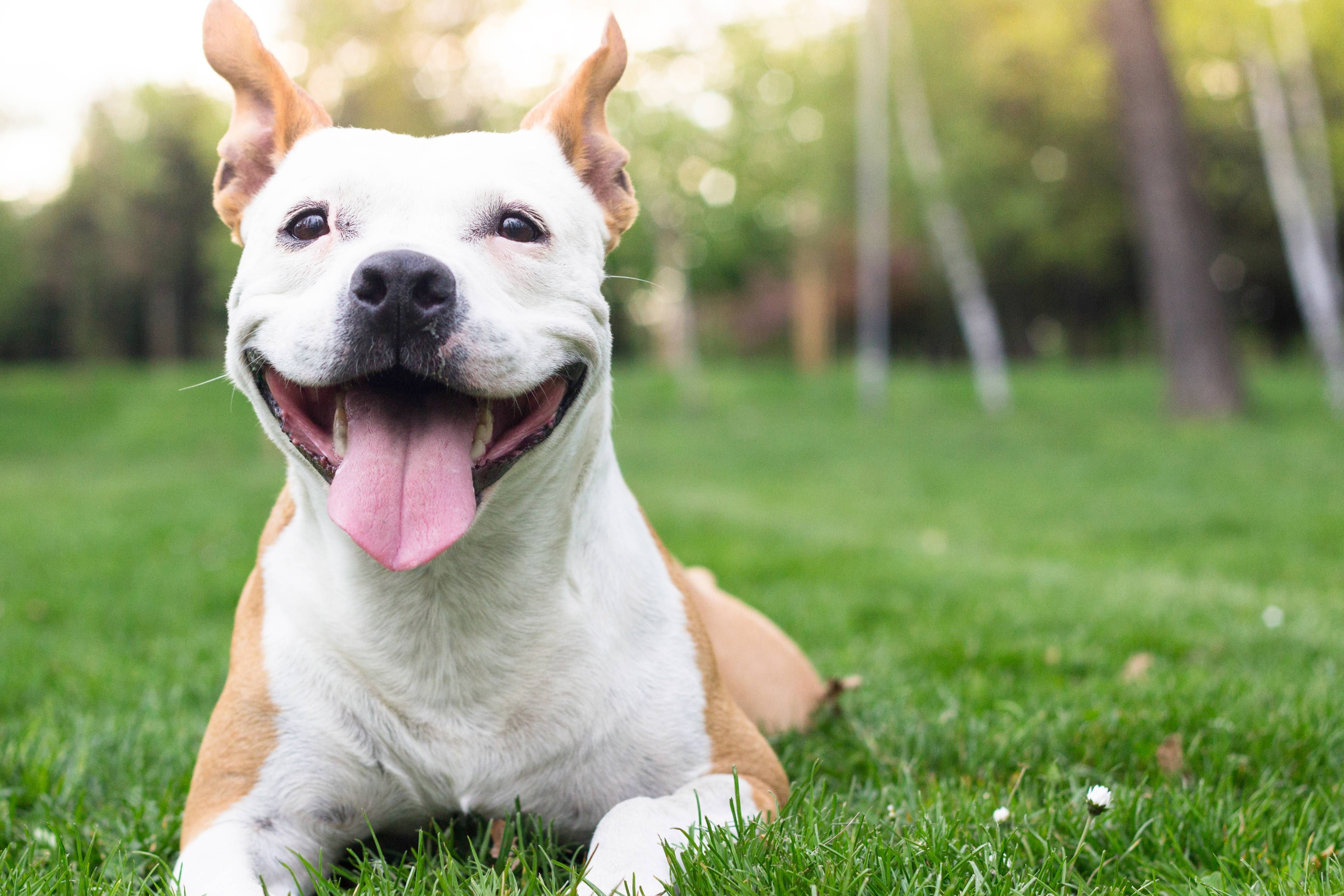 Top Signs That Your Dog May Have Heartworms