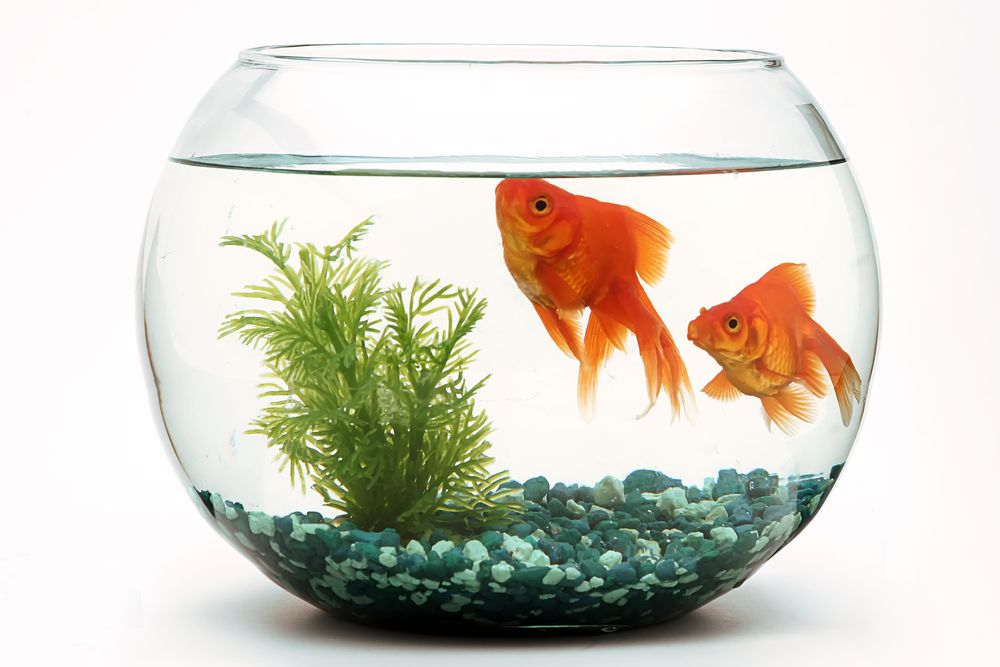 How Do I Keep My Fish Happy?
