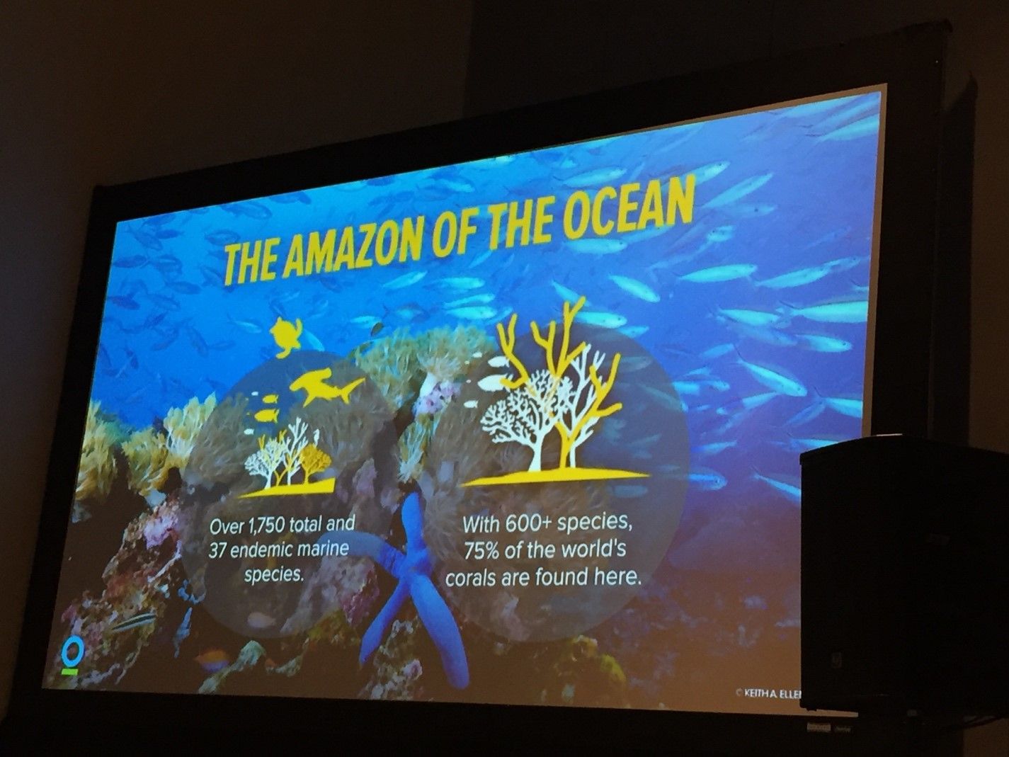 Using Virtual Reality To Bring Awareness To SavinAg Our Coral Reefs
