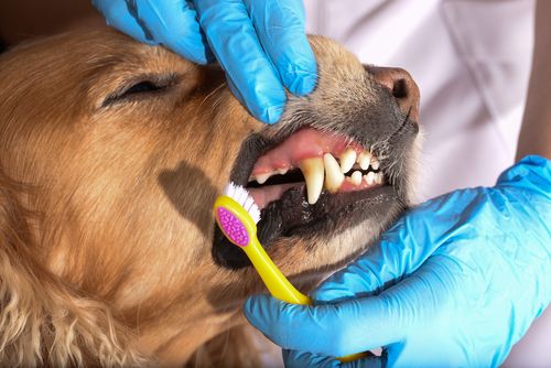 dog's teeth brushed by a vet