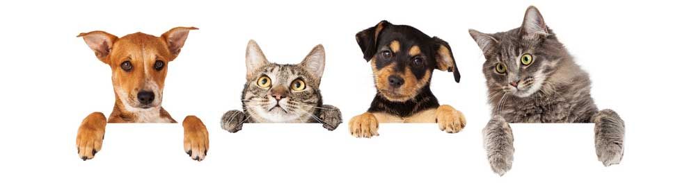 cats and dogs posing