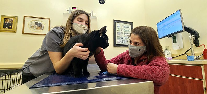 Cat exam