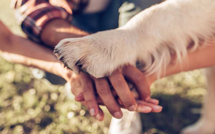paws and hands