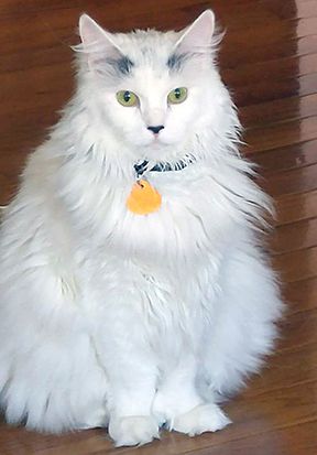 Mia