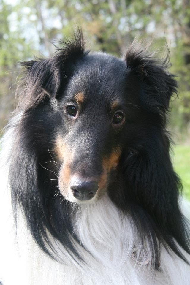 Brody