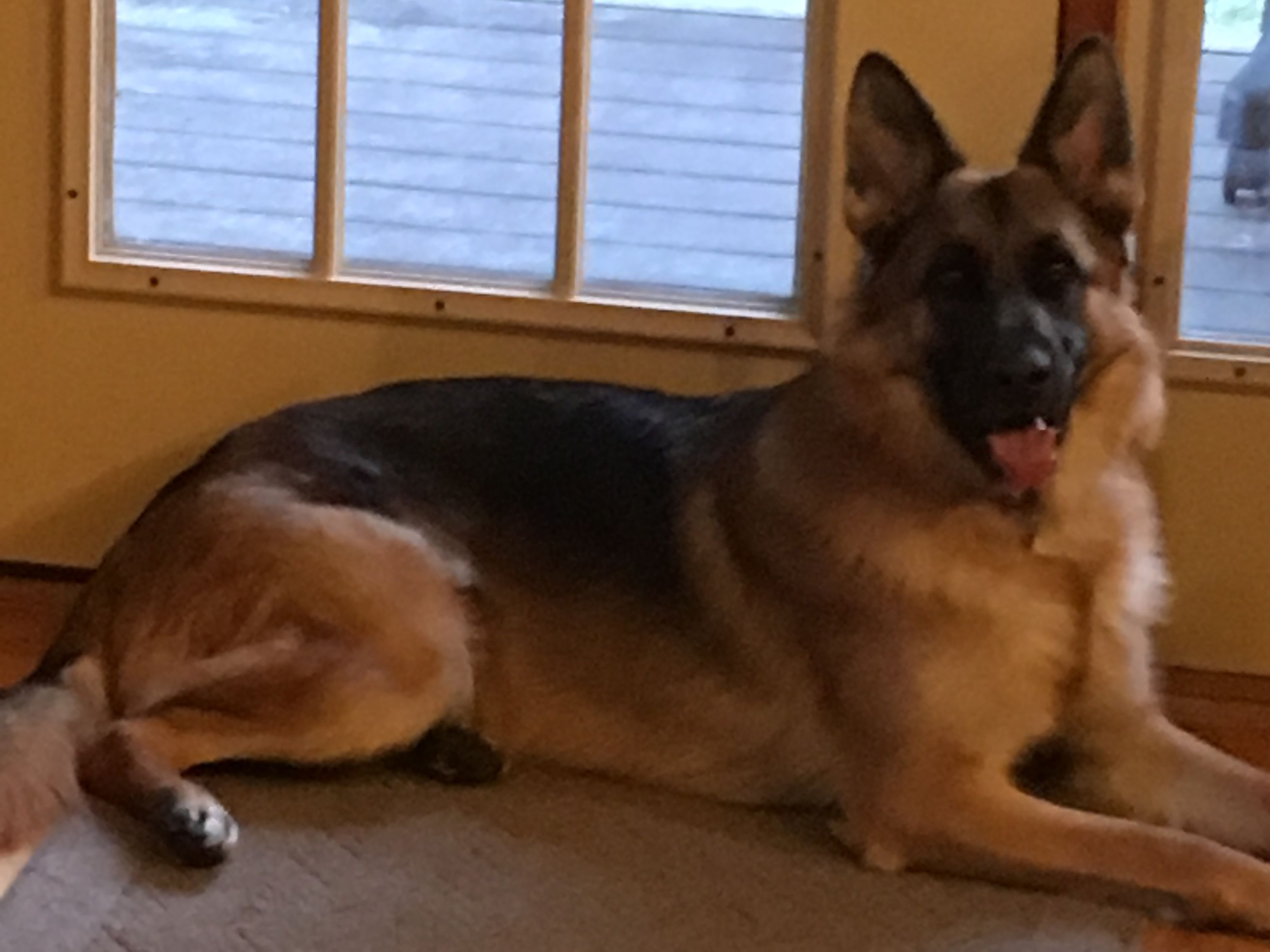 Sadie