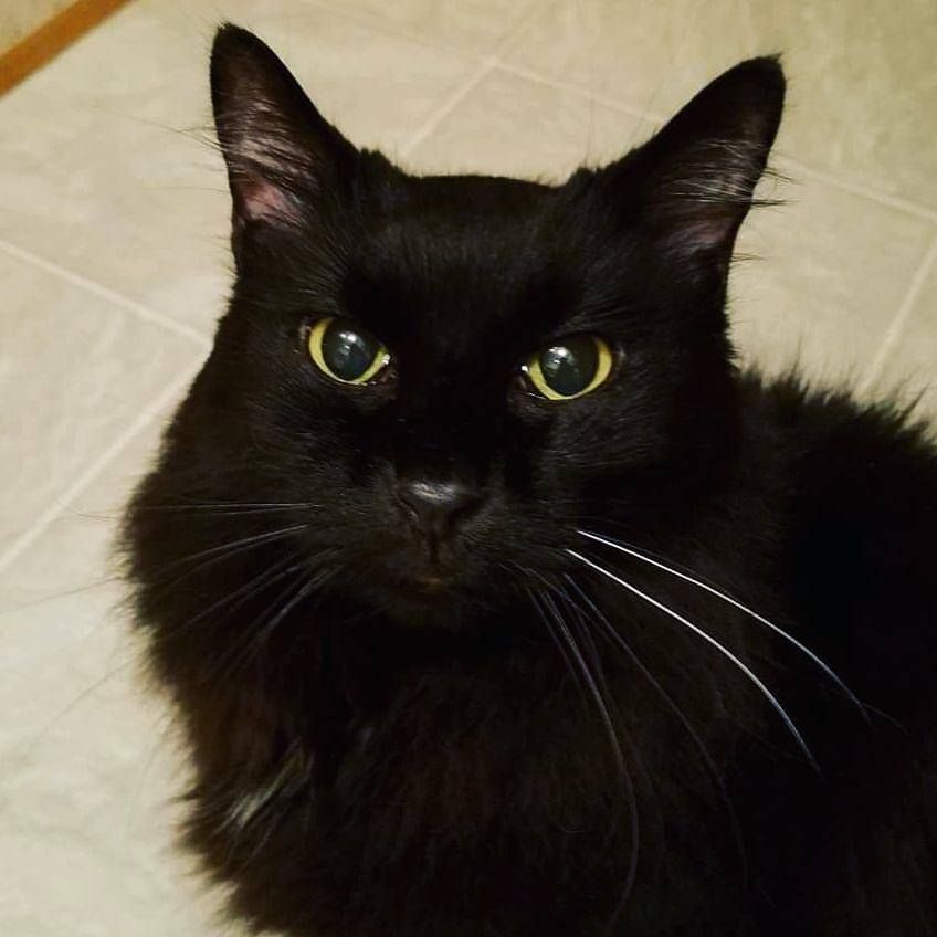 Smudge
