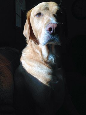 Kingston