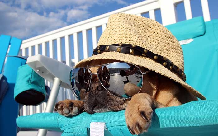 dog relaxing