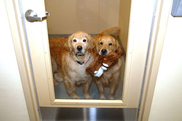 two dogs in resort room