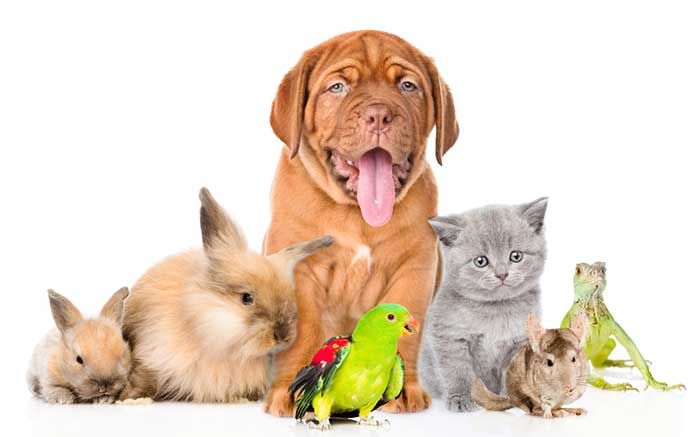 pets