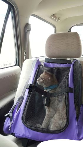cat sitting down