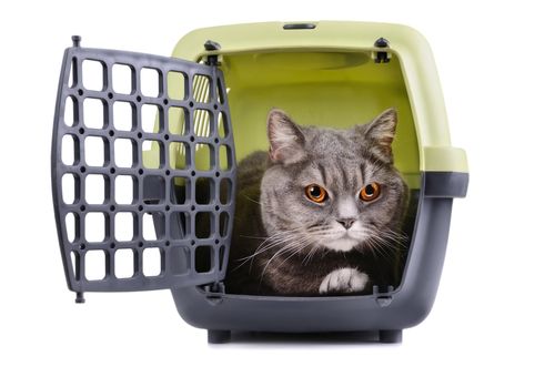 Cat in carrier