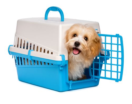 happy dog in carrier