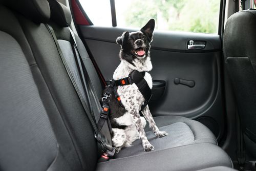 happy dog in car